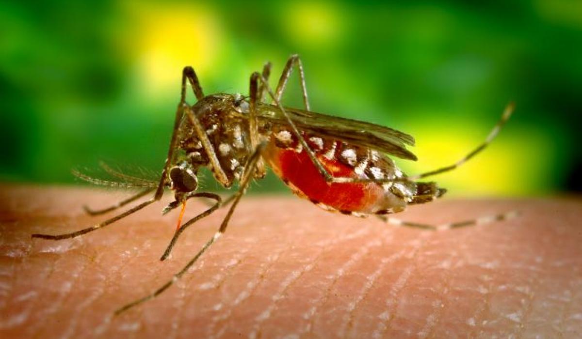 HIDDEN BUZZ:  How this new, distinct coastal mosquito can potentially change malaria fight