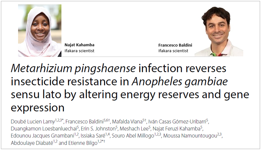 MALARIA CONTROL: Fungus helps defeat insecticide-resistant mosquitoes