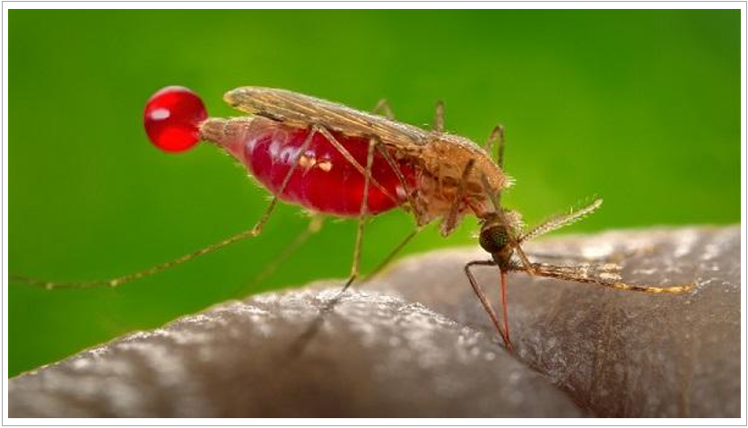 Insecticide Resistance Monitoring & Molecular Identification of Malaria Vectors