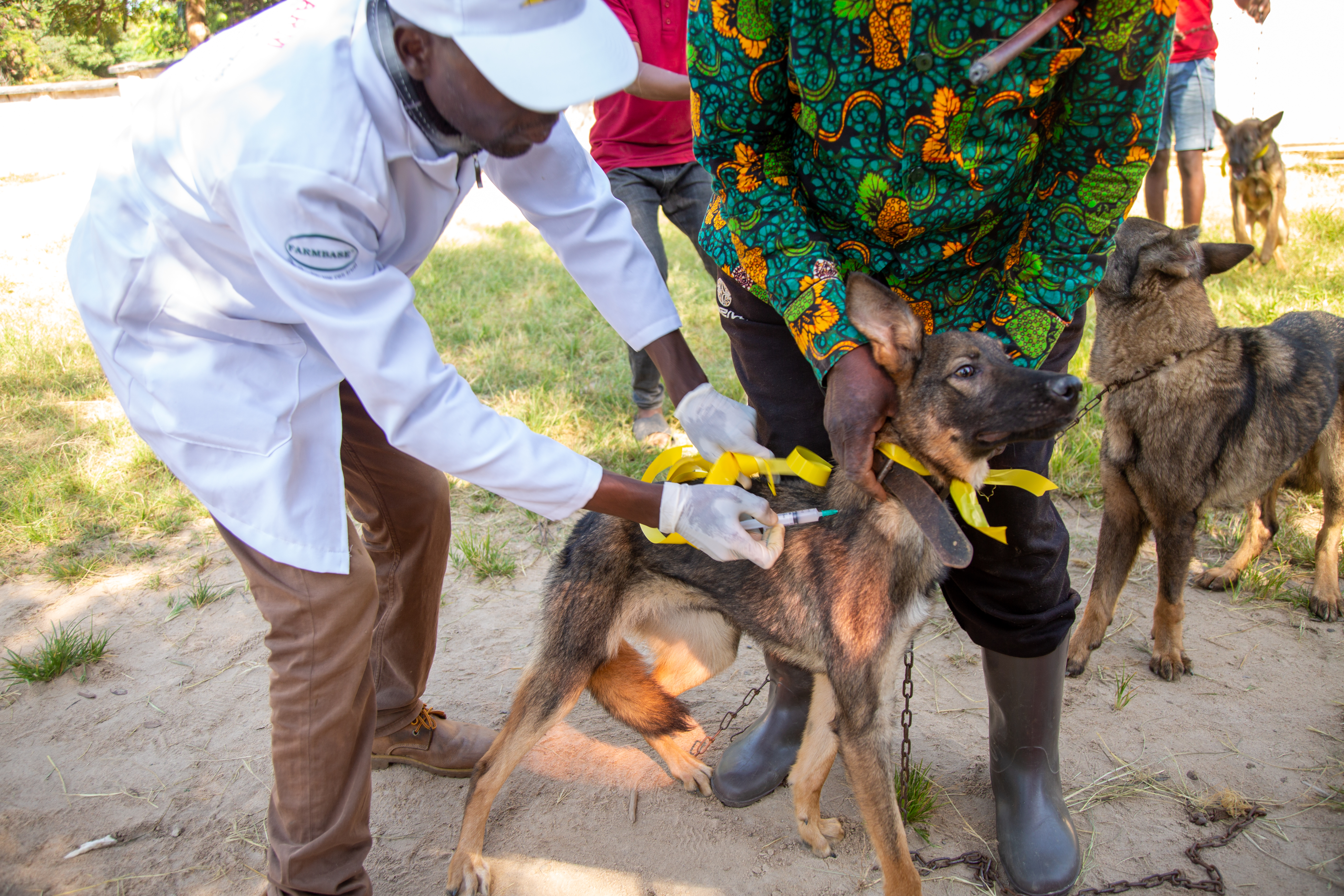 RABIES:   Optimism as local govts commit funds for mass dog vaccination