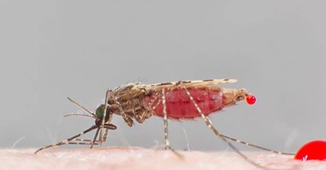 Why malaria mosquitoes are still dancing in our bedrooms