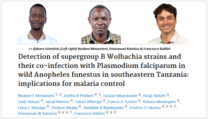 MALARIA: Natural bacteria in mosquitoes may help curb the disease
