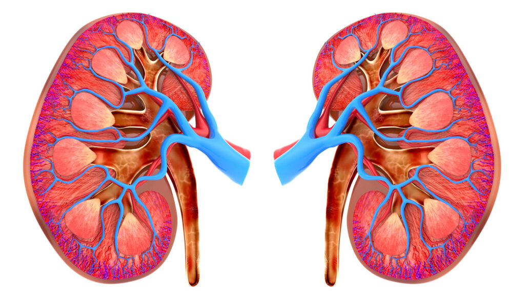 Longitudinal assessment of chronic kidney disease (CKD) prevalence rates and risk factors in a primary care setting in semi rural sub-Saharan Africa