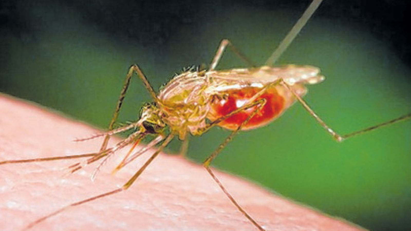 MALARIA: Modern interventions targeting shifts in mosquito biting times